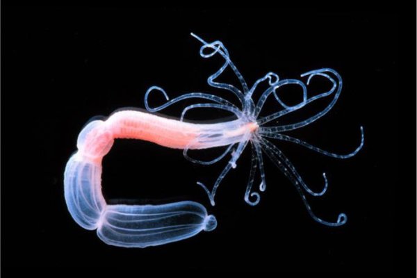 Kraken наркотики сайт